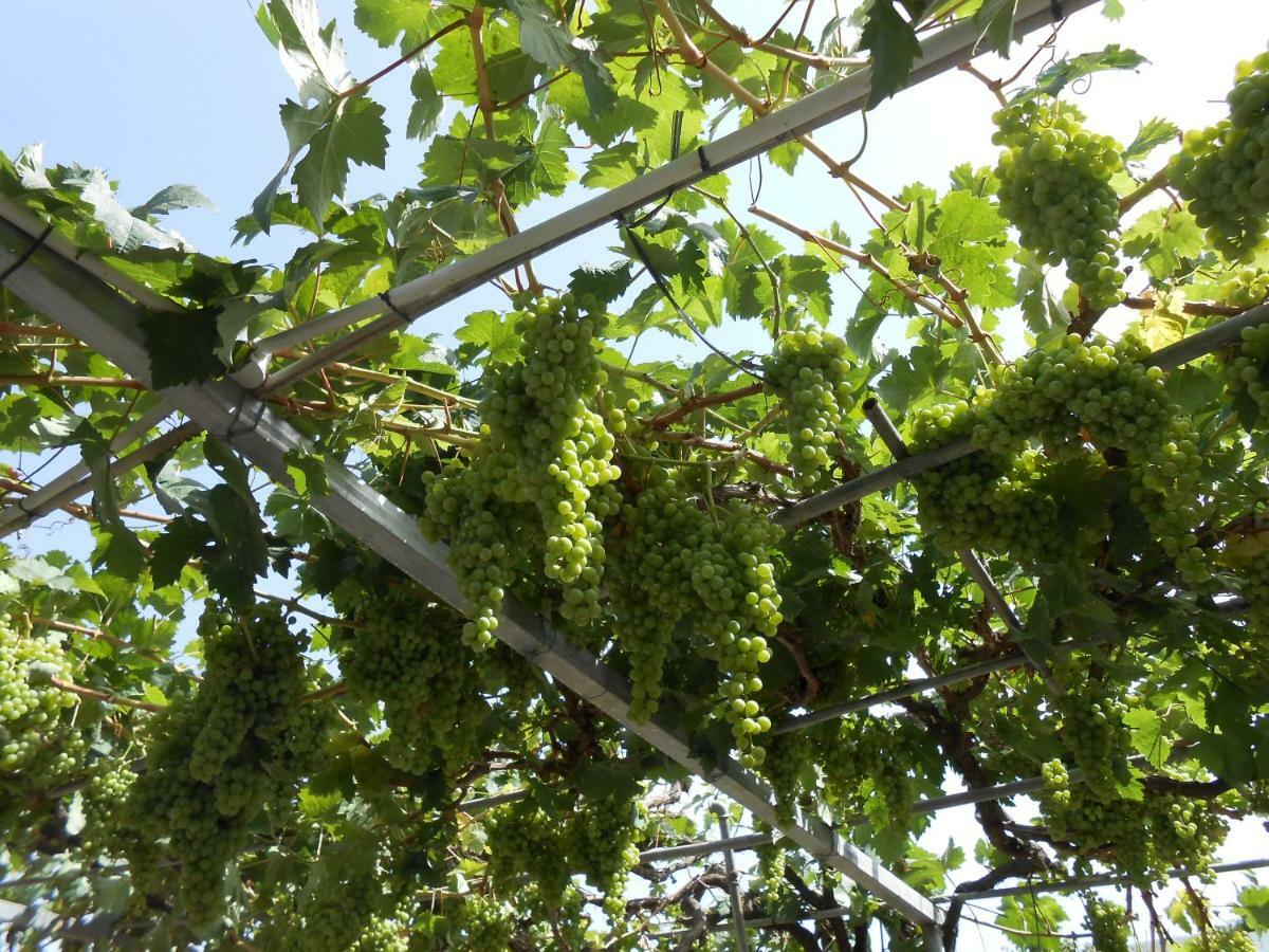 Casitas Uvas Y Vinas Vakantiehuis Los Realejos