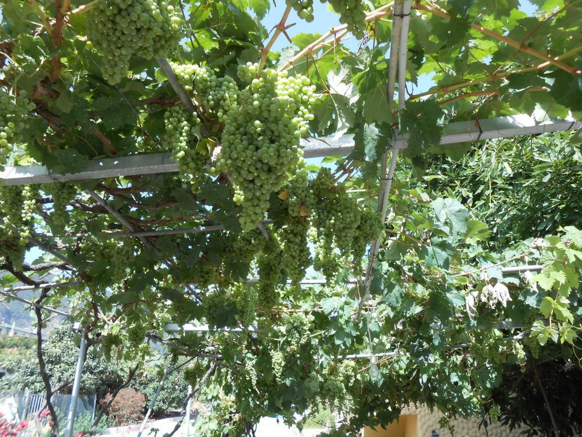 Casitas Uvas Y Viñas *